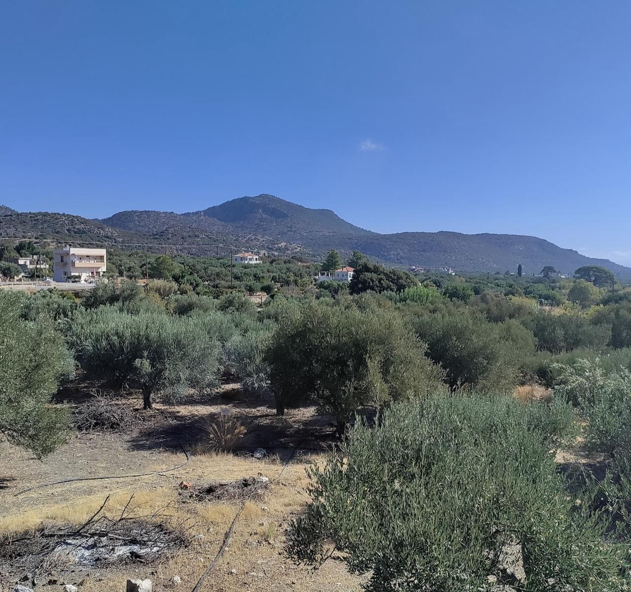 Crete Olive Oil & Raki Experience — photo 1