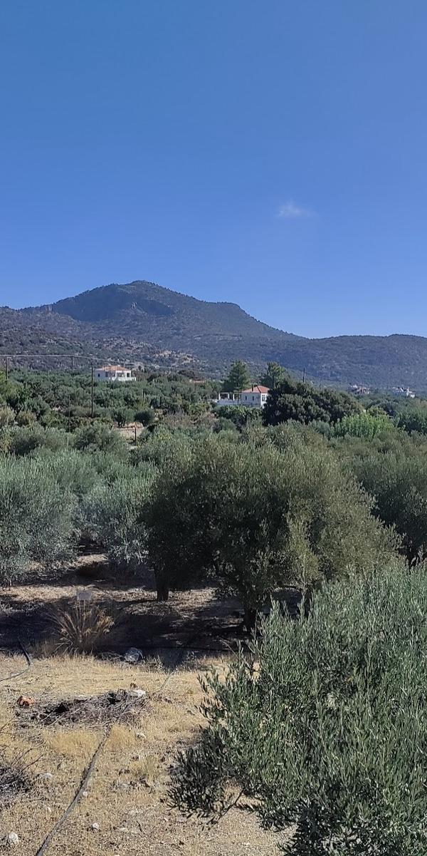 Crete Olive Oil & Raki Experience