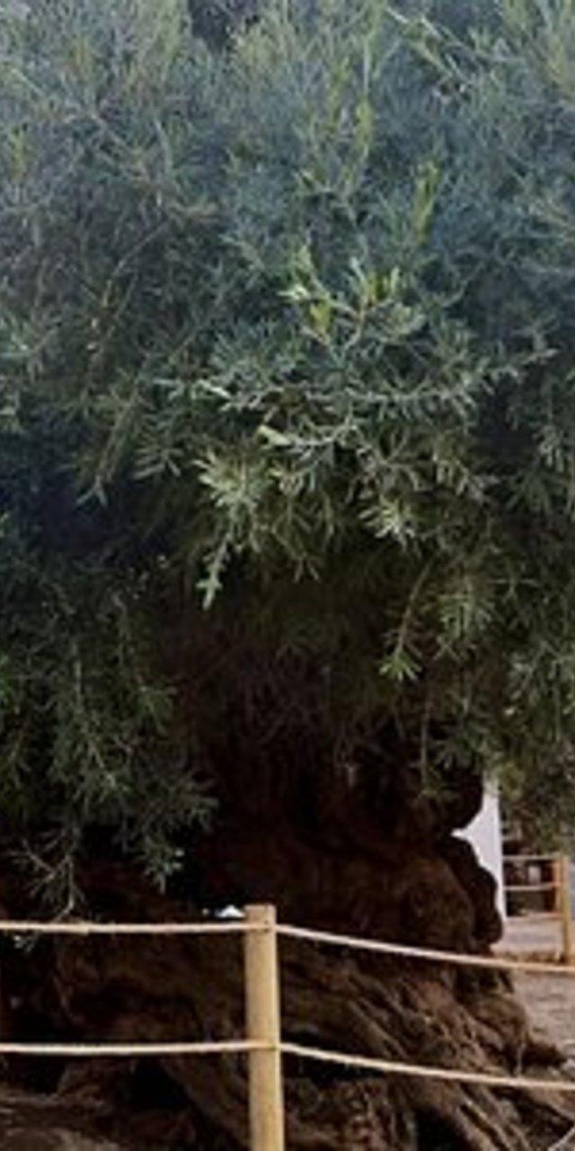 Elafonissi Pink Sand Beach: Private Luxury Tour from Chania — Elafonissi, Greece (photo 4)
