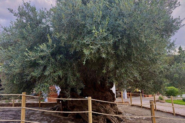 Private VIP Tour: Elafonissi & Chania Old Town from Heraklion Active Day Tour Or Activity Date And Time — Chania, Greece (photo 4)
