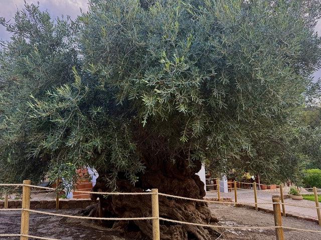 Private VIP Tour: Elafonissi & Chania Old Town from Heraklion Active Day Tour Or Activity Date And Time — Chania, Greece (photo 4)