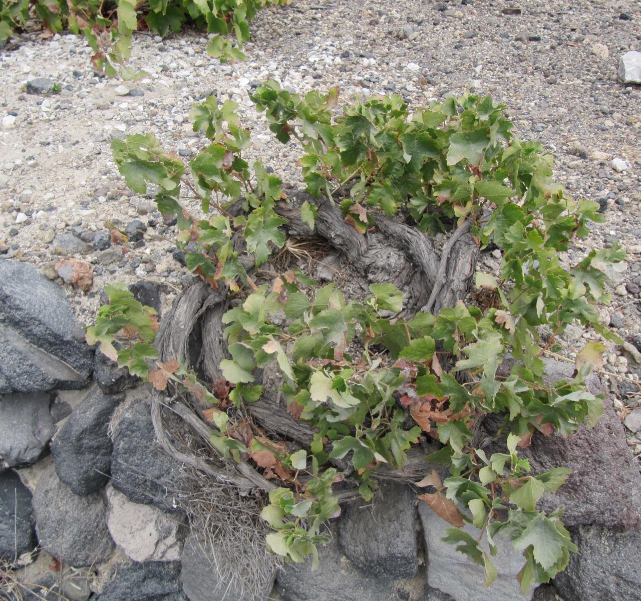 Santorini Wine Tasting & Vineyard Tour — photo 2