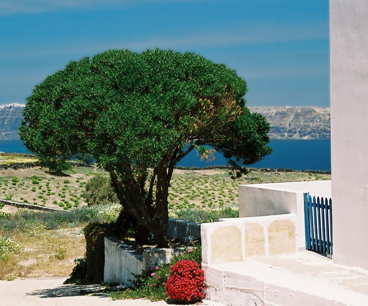 Santorini Wine Tasting & Vineyard Tour — photo 3