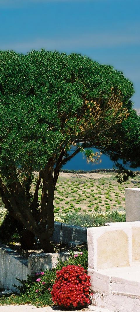 Santorini Wine Tasting & Vineyard Tour — photo 3