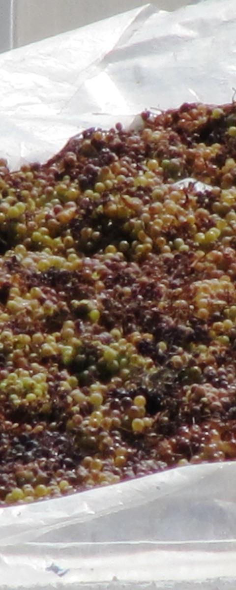 Santorini Wine Tasting & Vineyard Tour — photo 4