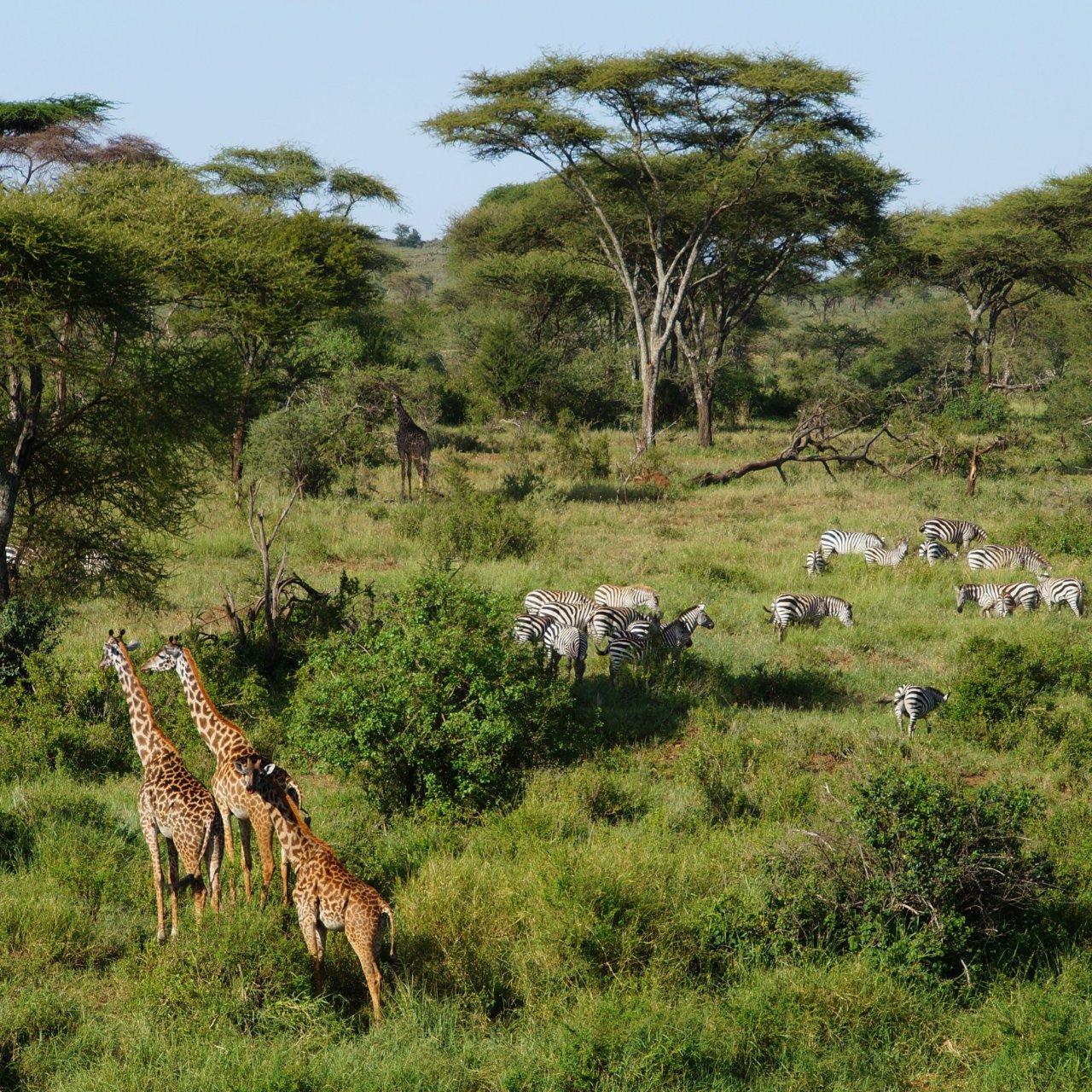 Serengeti Great Migration Experience — Arusha, Tanzania (photo 3)