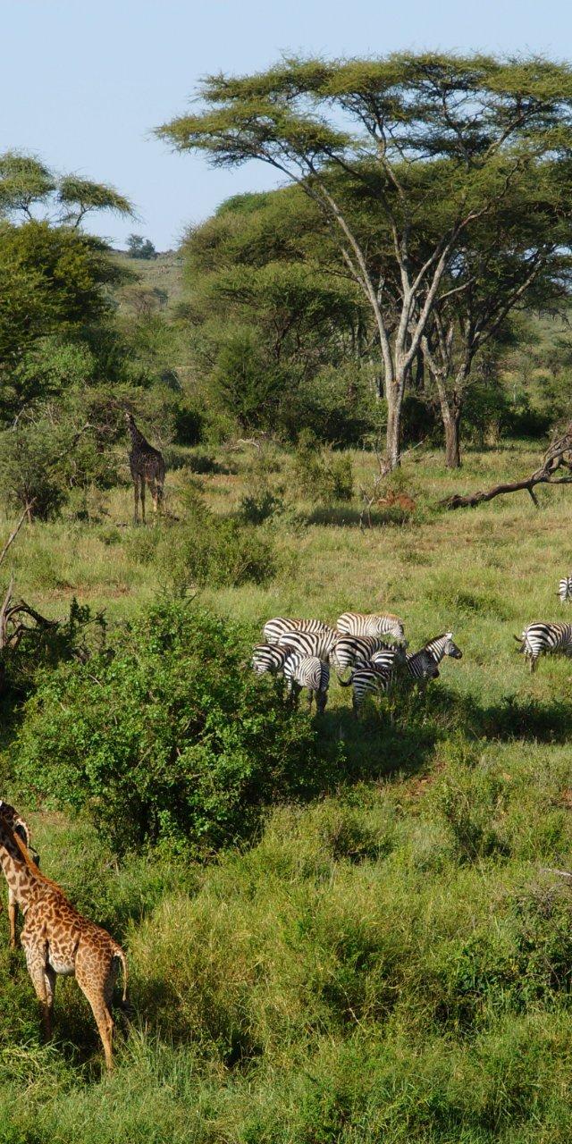 Serengeti Great Migration Experience — Arusha, Tanzania (photo 3)