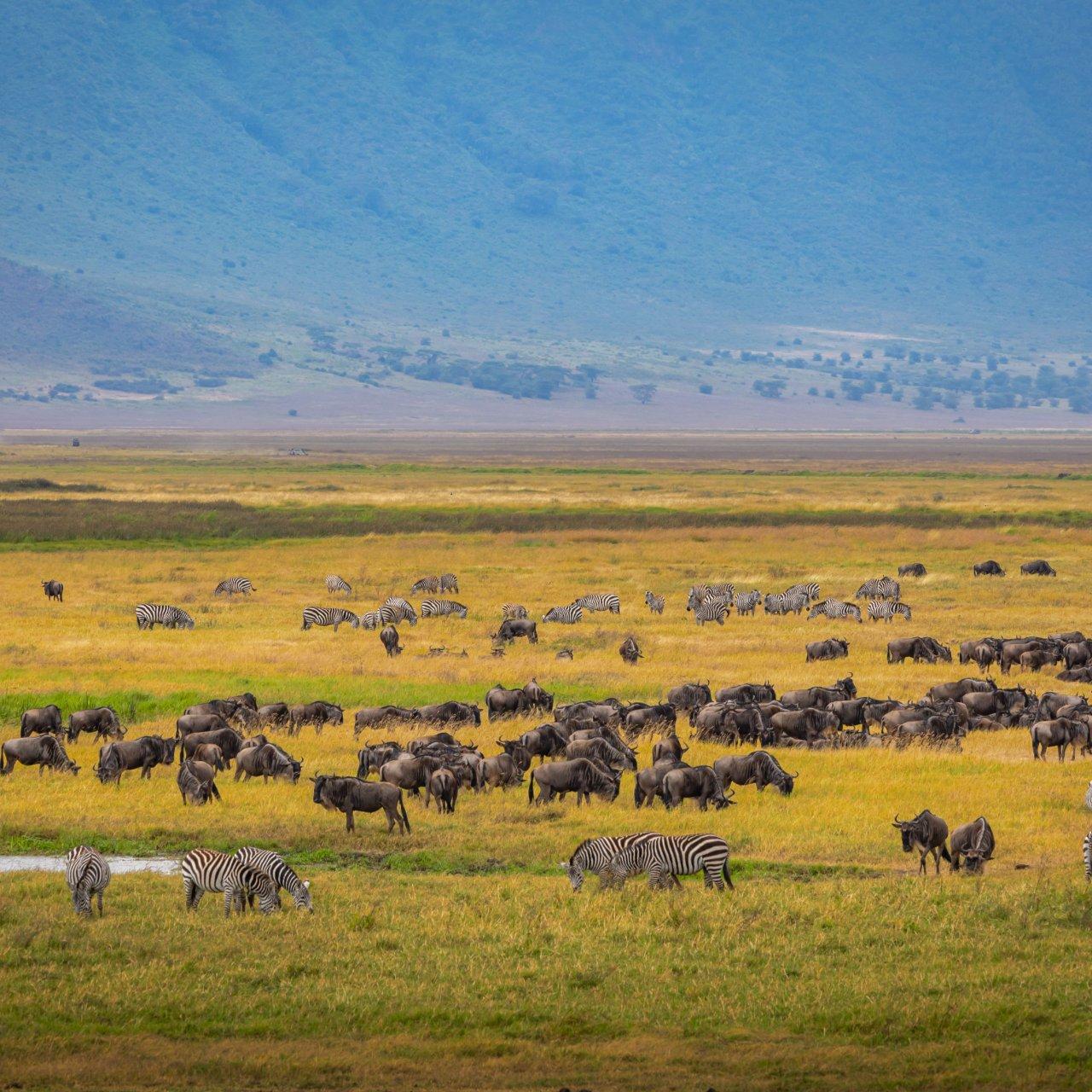 Serengeti Great Migration Experience — Arusha, Tanzania