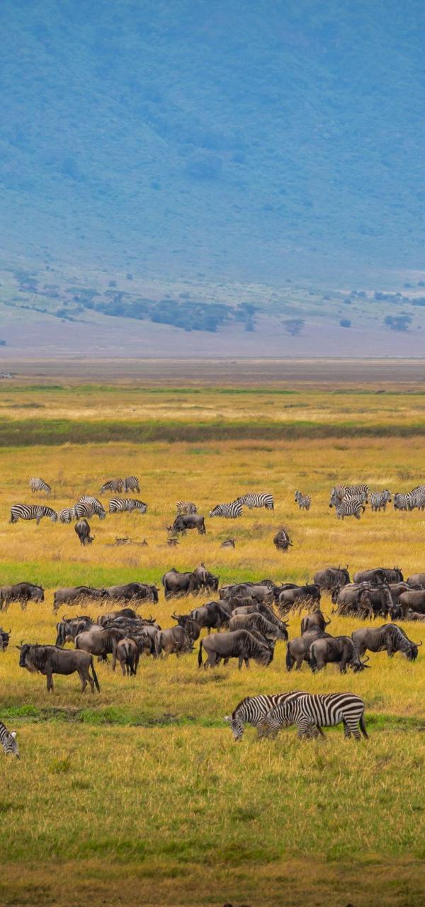 Serengeti Great Migration Experience
