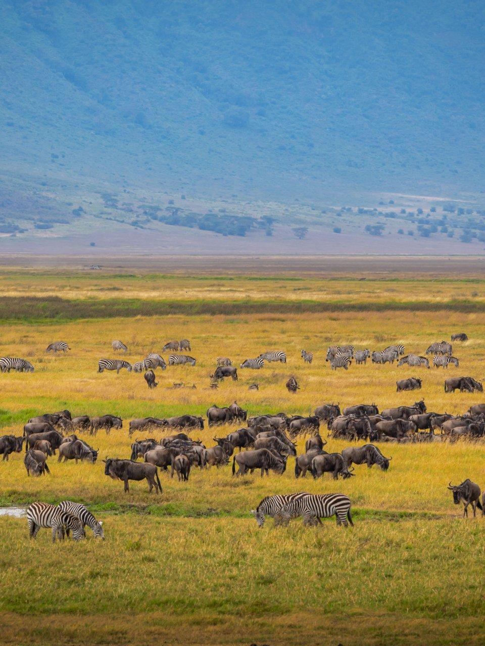 Serengeti Great Migration Experience — Arusha, Tanzania