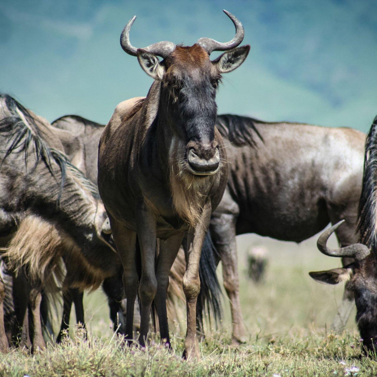 Serengeti Great Migration Experience — Arusha, Tanzania (photo 5)