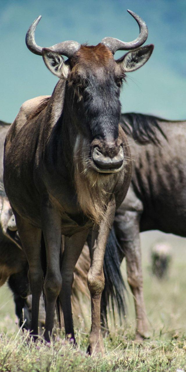 Serengeti Great Migration Experience — Arusha, Tanzania (photo 5)