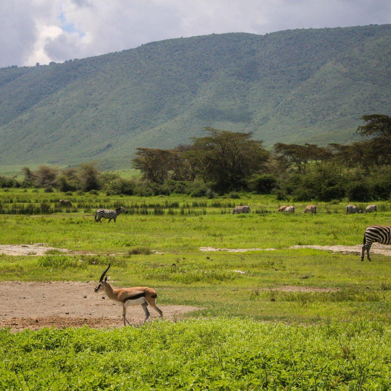 Serengeti Great Migration Experience — Arusha, Tanzania (photo 4)