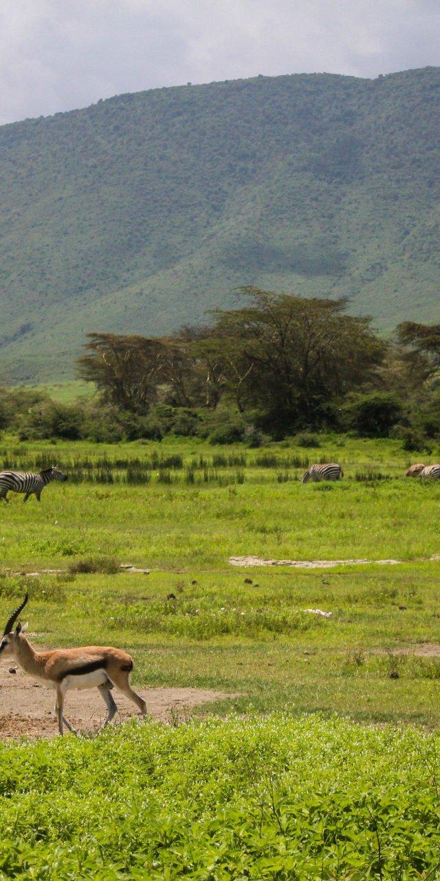 Serengeti Great Migration Experience — Arusha, Tanzania (photo 4)