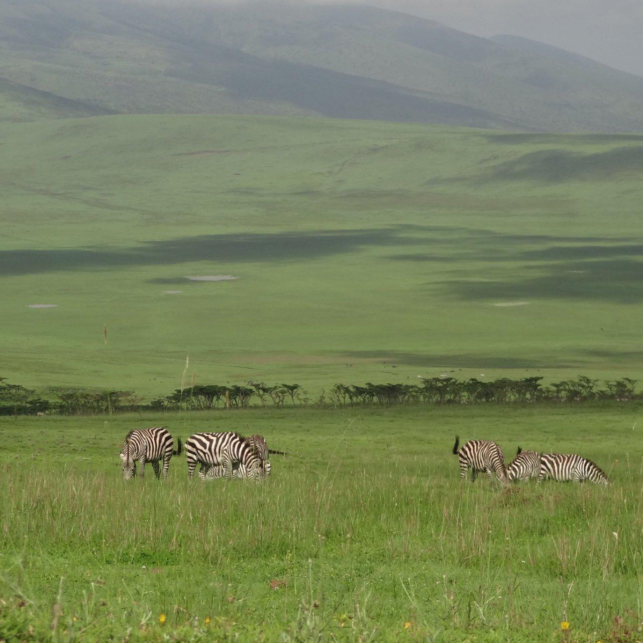 Serengeti Great Migration Experience — Arusha, Tanzania (photo 2)