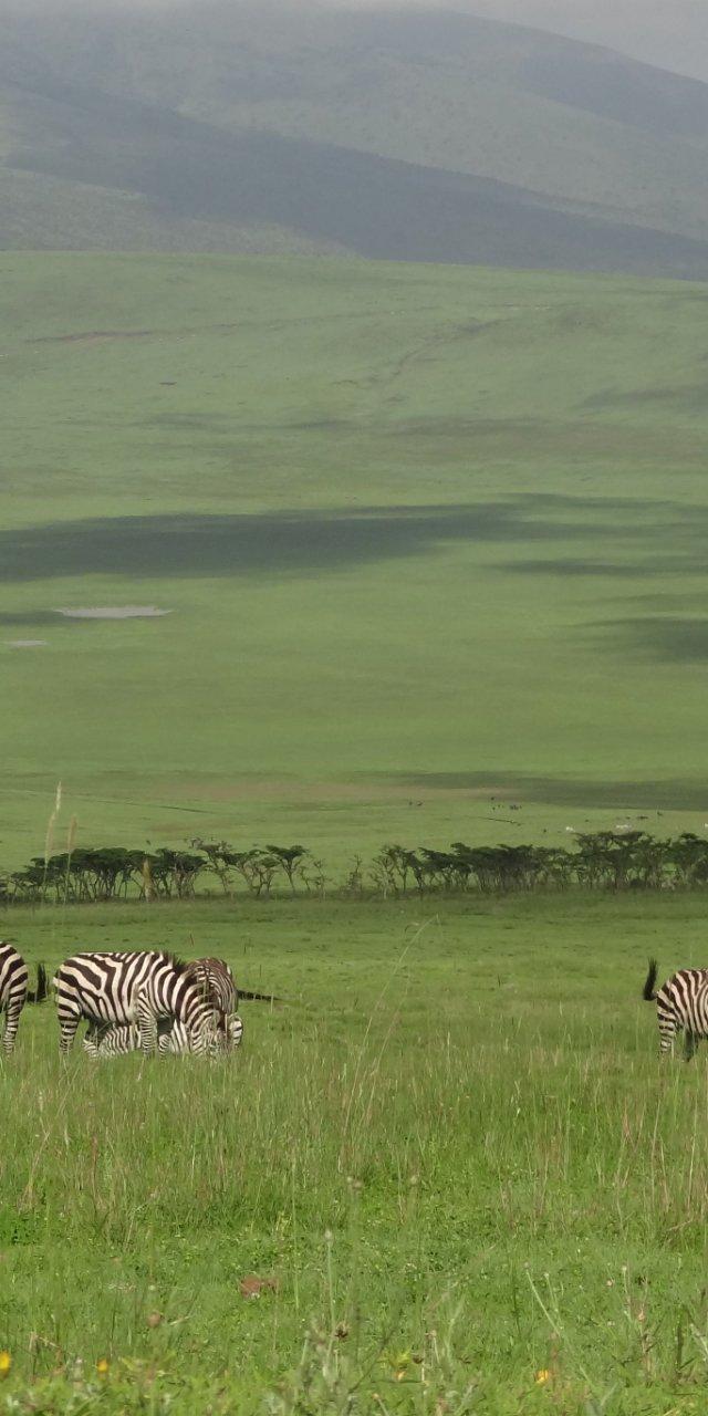Serengeti Great Migration Experience — Arusha, Tanzania (photo 2)