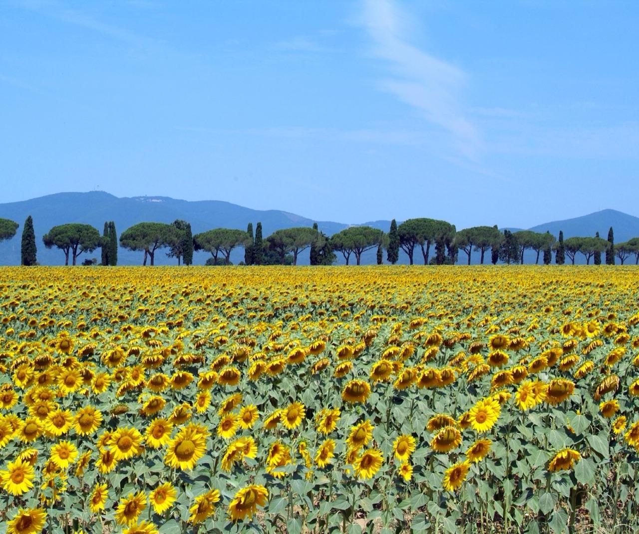 Tuscany Thermal Baths Day Escape — photo 5