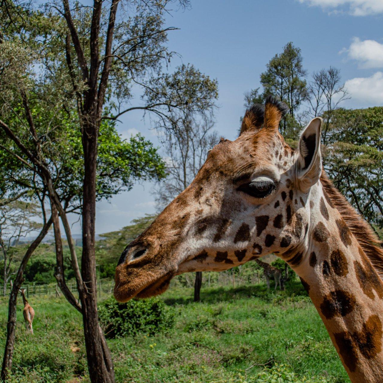 walking safari-makuyuni wildlife national park, photo 8 — Arusha, Tanzania
