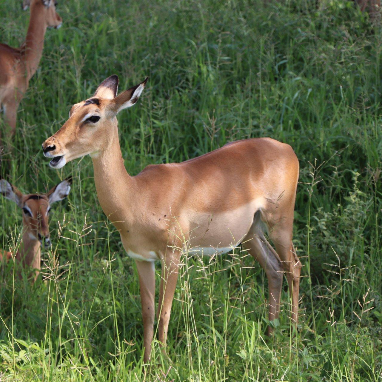 walking safari-makuyuni wildlife national park, photo 2 — Arusha, Tanzania