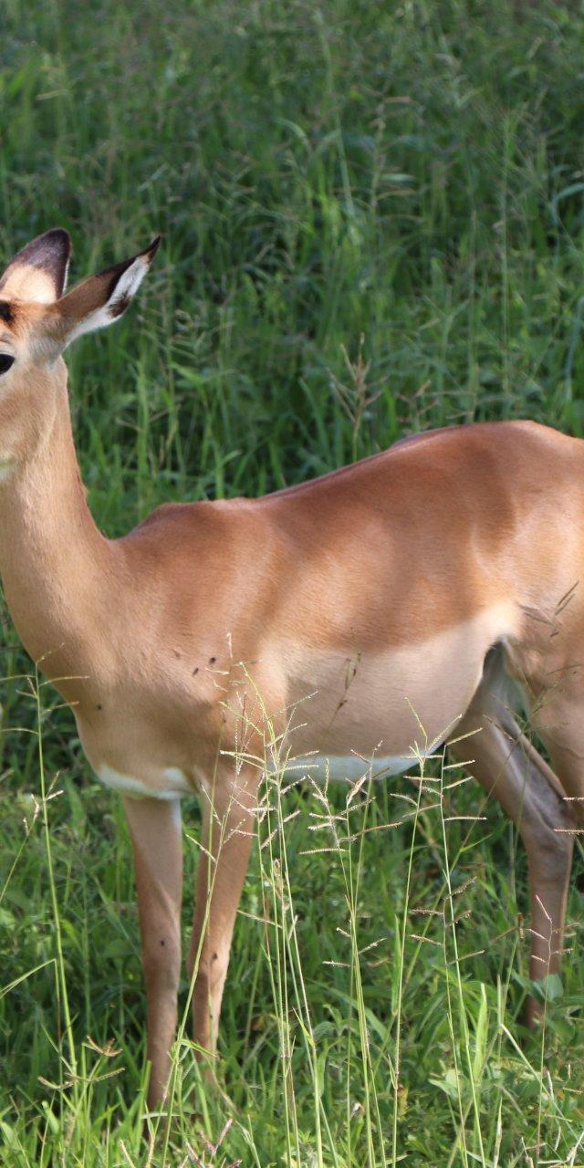 walking safari-makuyuni wildlife national park, photo 2 — Arusha, Tanzania