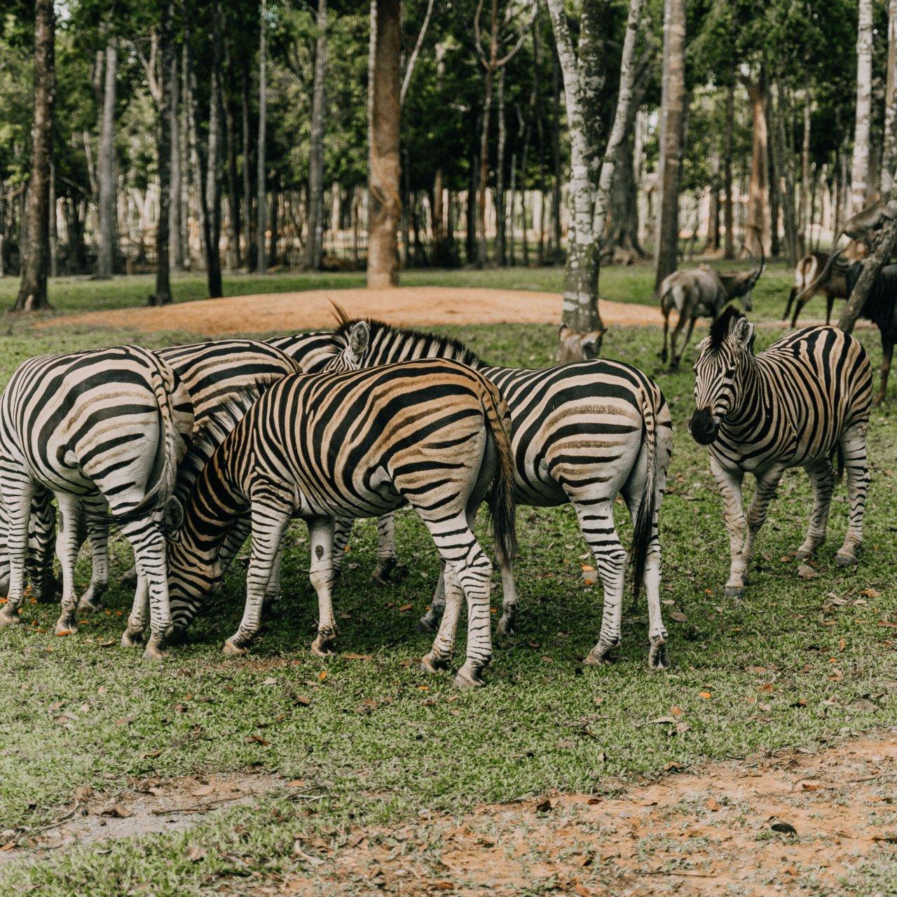 walking safari-makuyuni wildlife national park, photo 3 — Arusha, Tanzania