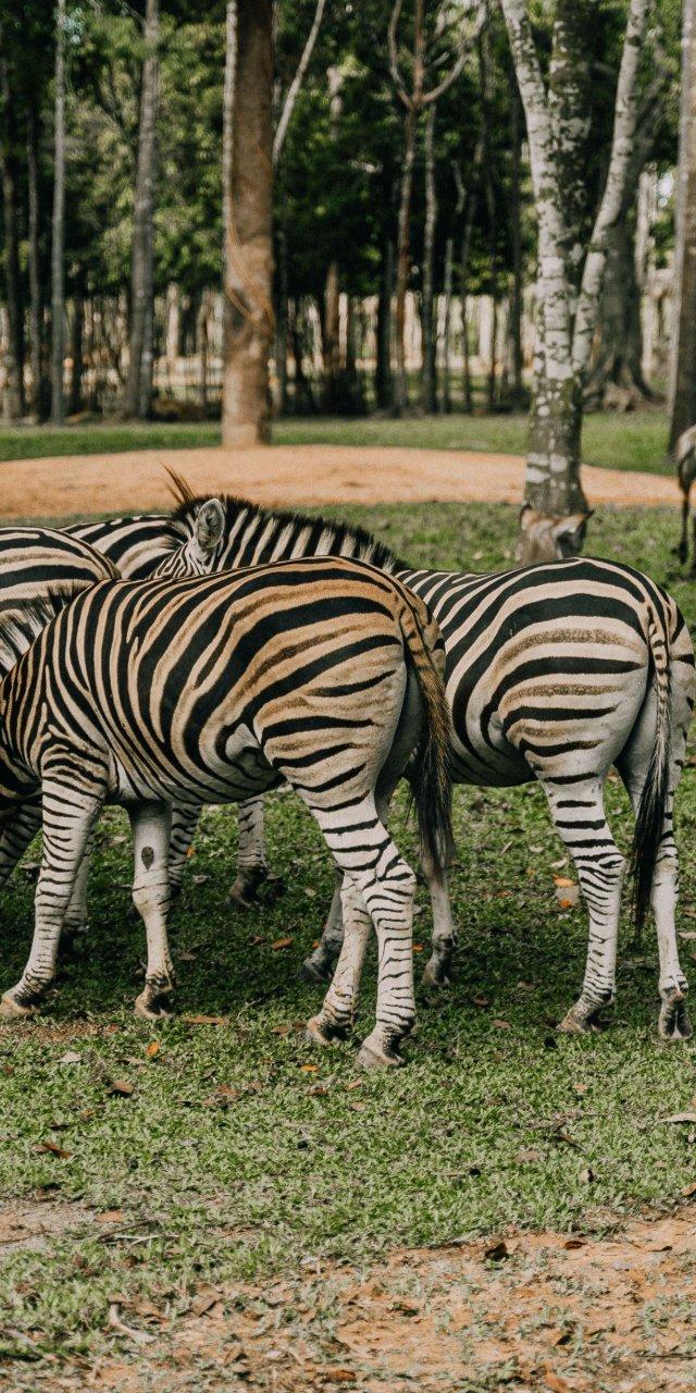 walking safari-makuyuni wildlife national park, photo 3 — Arusha, Tanzania