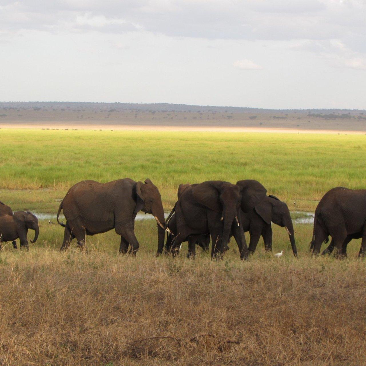 walking safari-makuyuni wildlife national park, photo 10 — Arusha, Tanzania