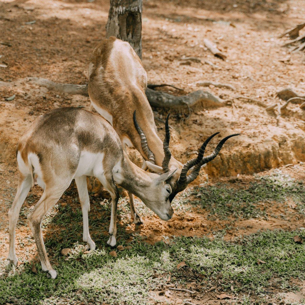 walking safari-makuyuni wildlife national park, photo 5 — Arusha, Tanzania