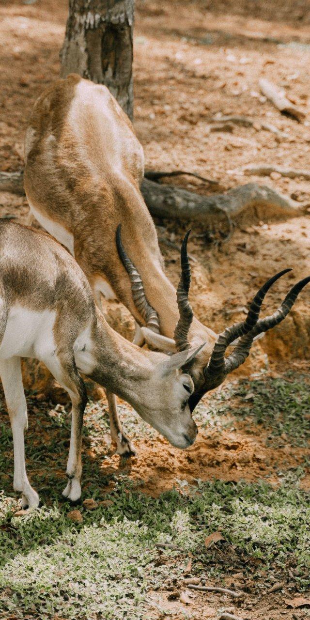 walking safari-makuyuni wildlife national park, photo 5 — Arusha, Tanzania
