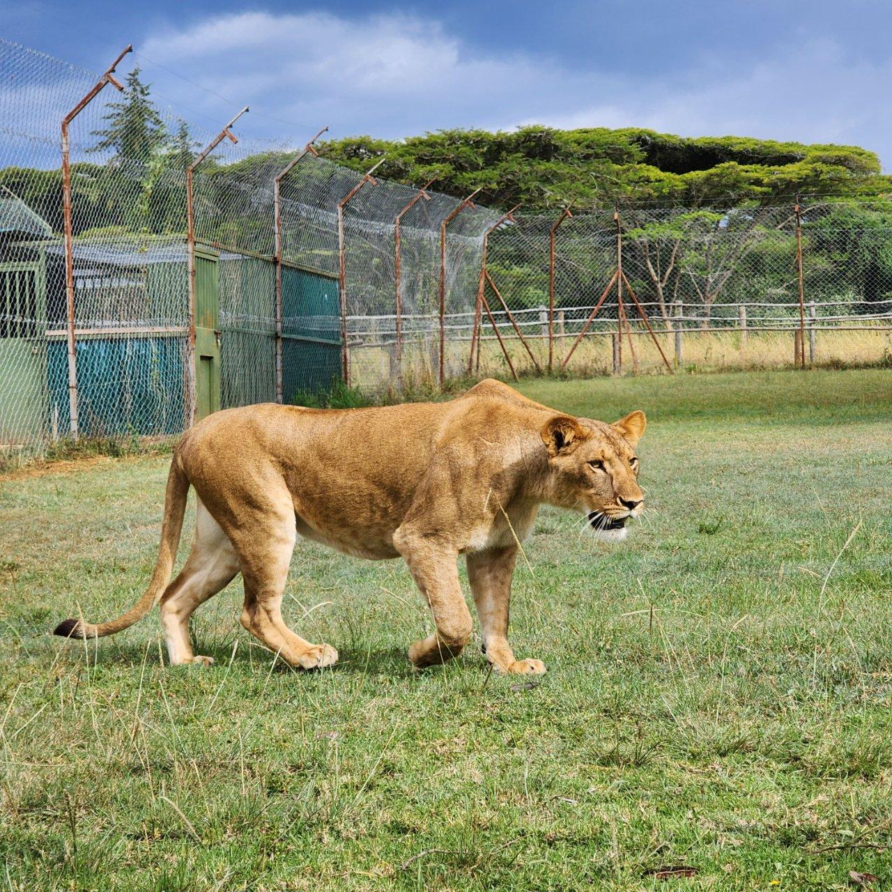 walking safari-makuyuni wildlife national park, photo 6 — Arusha, Tanzania