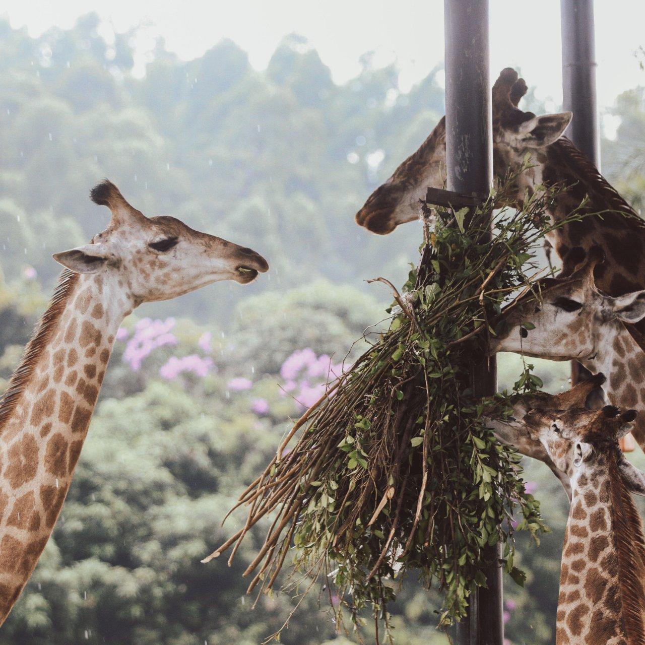 Tours in Arusha, Tanzania