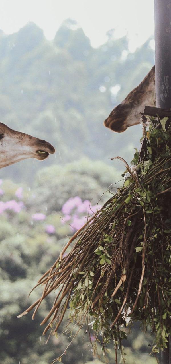 walking safari-makuyuni wildlife national park — wildlife tour in Arusha, Tanzania