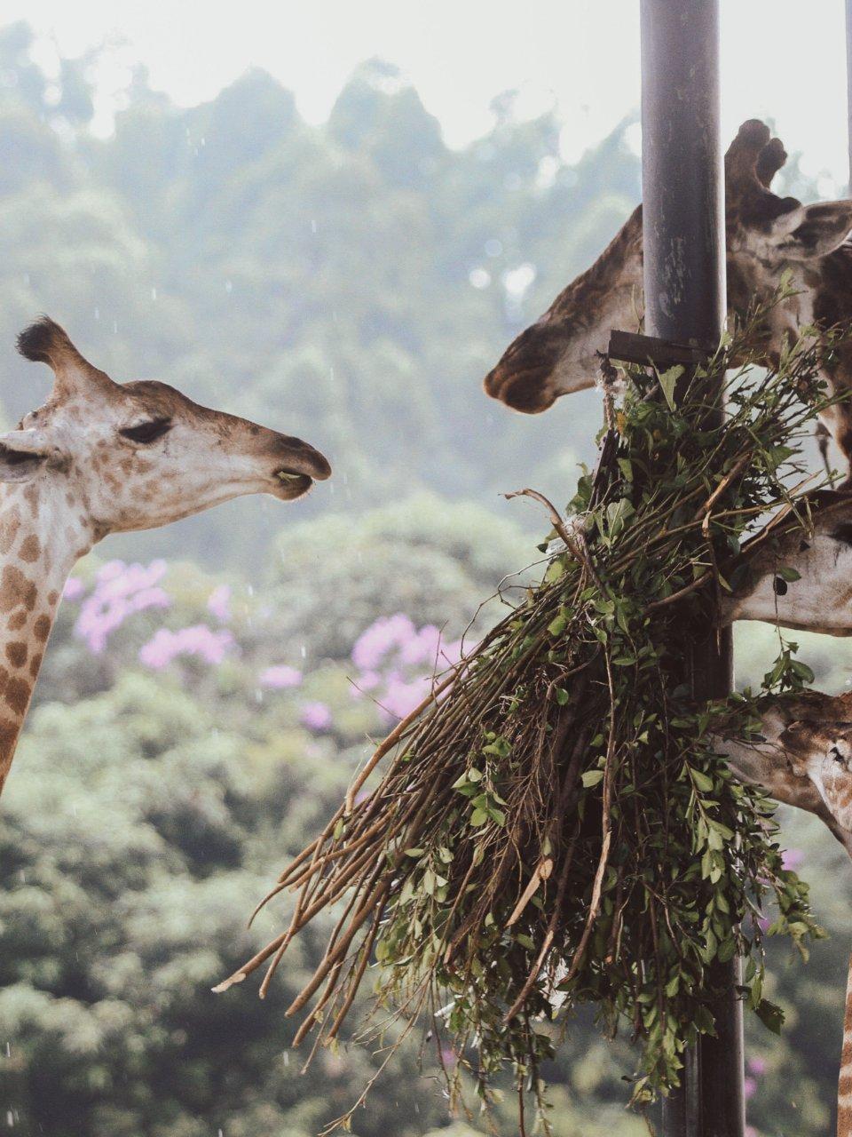walking safari-makuyuni wildlife national park — wildlife tour in Arusha, Tanzania